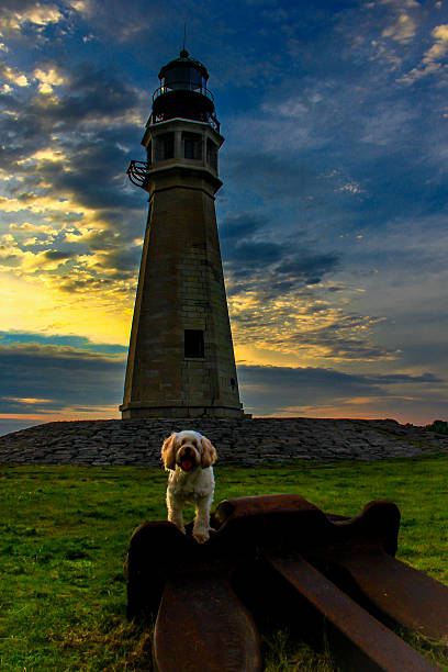 istock tibetan terrier and buffalo light house 484021922