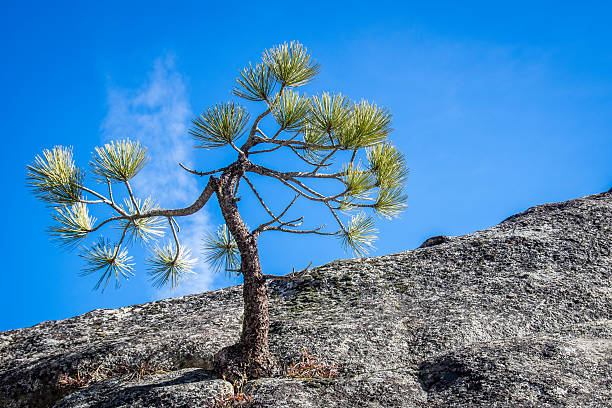 Ponderosa Pine Tree living in granite stock photo
