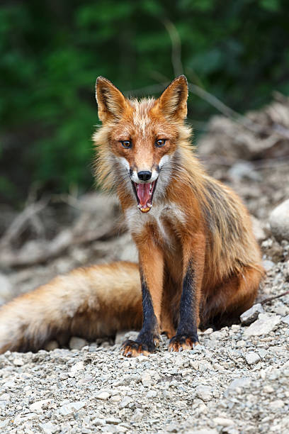 istock Beautiful red fox sitting on the rocks 484026272