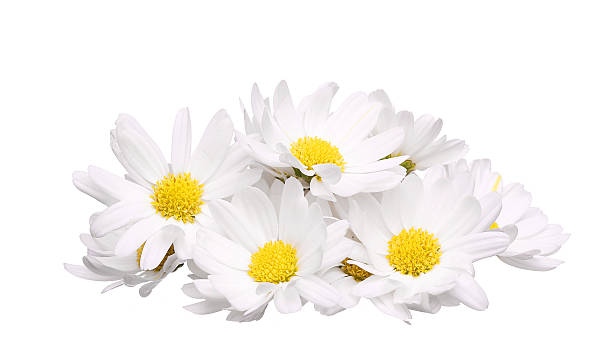 istock pile of chamomile flower isolated on white 484027756
