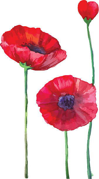 watercolor makowate. - poppy single flower red white background stock illustrations