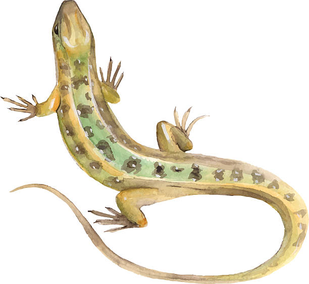 eidechse. aquarell vektor-illustration in - lizard stock-grafiken, -clipart, -cartoons und -symbole