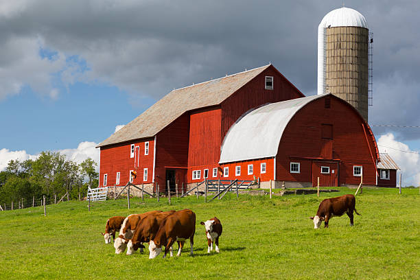 rosso di un fienile e pascolo di bovini - farm barn foto e immagini stock