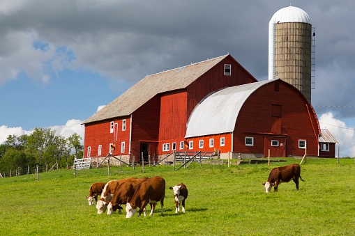 Hereford beef cattle graze with a bright, red barn behind.