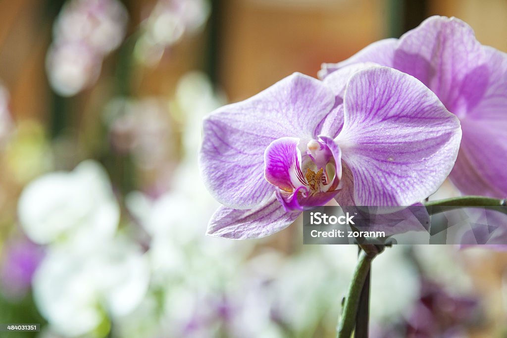 Orquídea - Royalty-free Ao Ar Livre Foto de stock