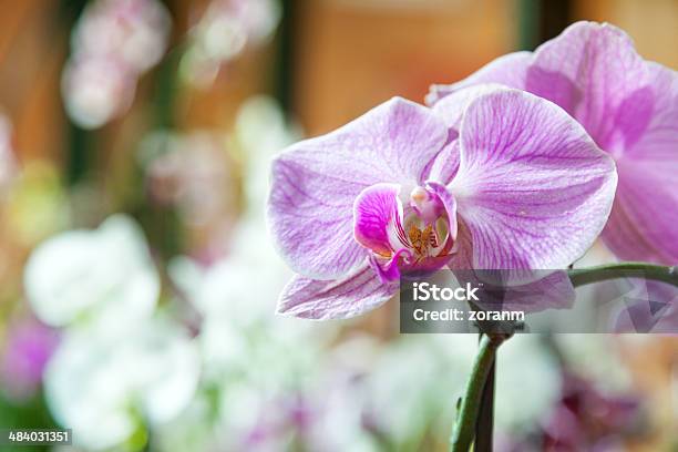 Orquídea - Fotografias de stock e mais imagens de Ao Ar Livre - Ao Ar Livre, Beleza natural, Botânica - Ciência de plantas