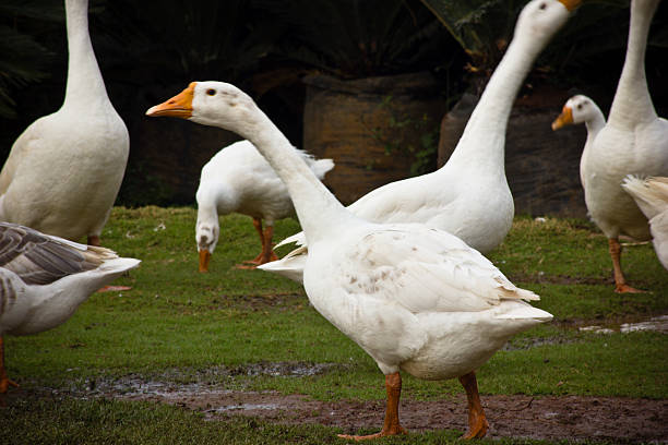 istock Domestic ducks family 484031387