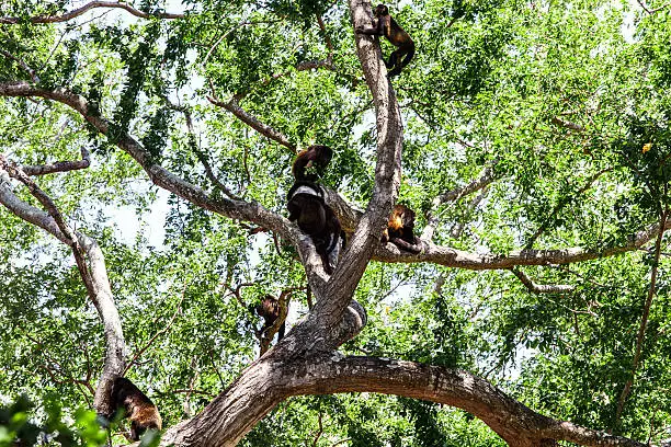 Photo of monkey group in tree