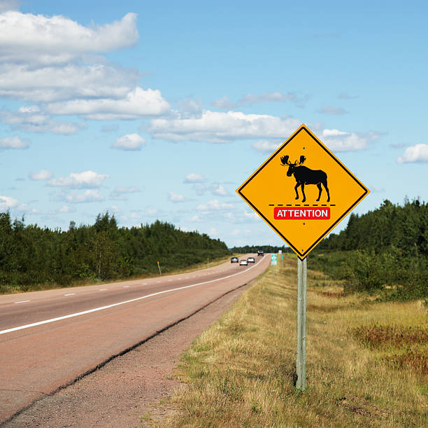 주의 무스 건널목 로드쇼의 팻말 - moose crossing sign 뉴스 사진 이미지
