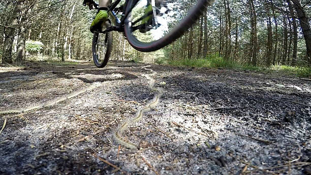 istock Mountain biker respecting the nature by jumping over caterpillar. 484032742
