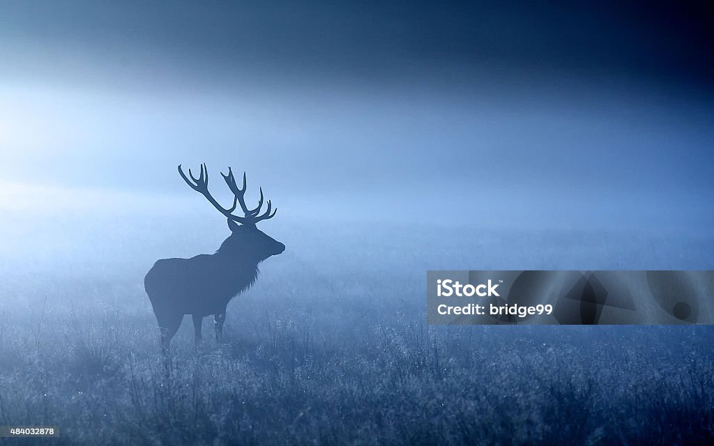 blue stag A large red deer stag standing in the blue moonlight Animals Hunting Stock Photo