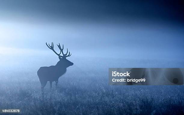 Blue Stag Stock Photo - Download Image Now - Animals Hunting, Backgrounds, 2015