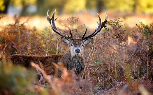 A large red deer stag looking at the camera