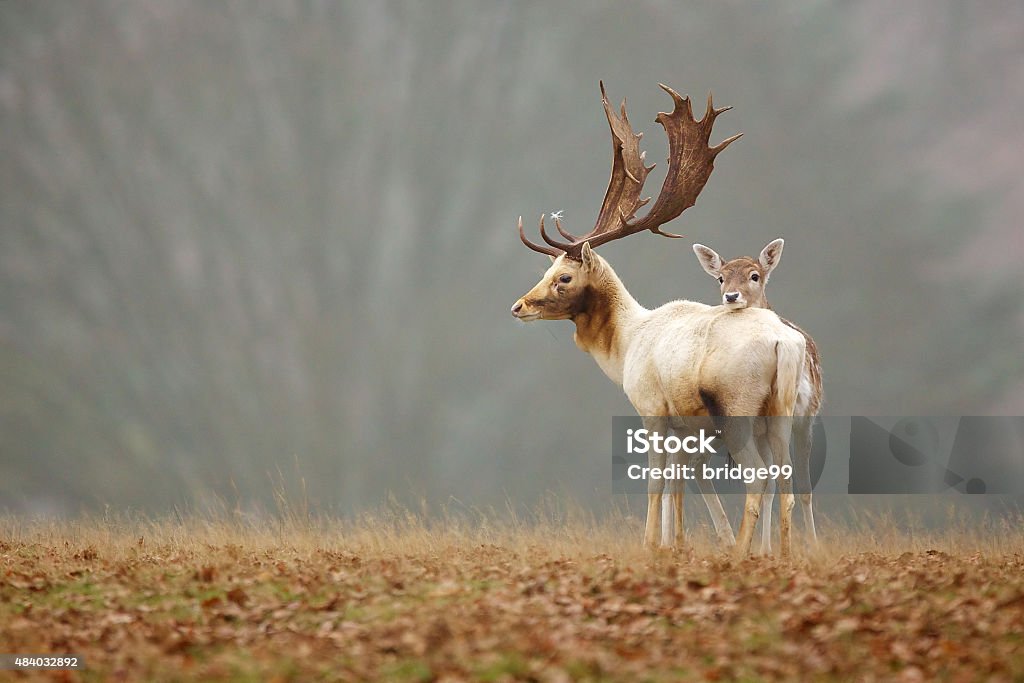 Fallow love A little fallow deer doe rests her head on the back of a large white hart buck 2015 Stock Photo