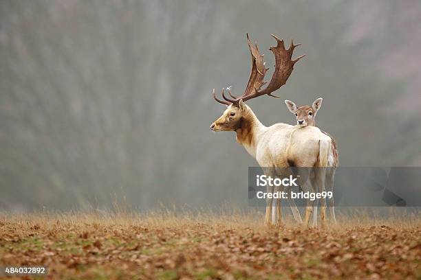 Fallow Love Stock Photo - Download Image Now - 2015, Animal, Animal Call