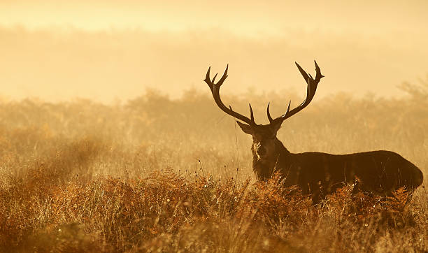 istock Red deer stag in the morning mist 484032894