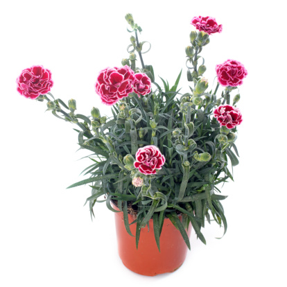 Dianthus caryophyllus in front of white background