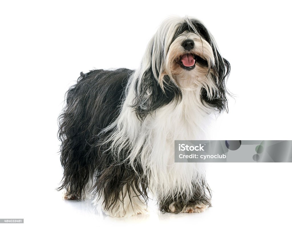 terrier tibetano - Foto de stock de Animal libre de derechos