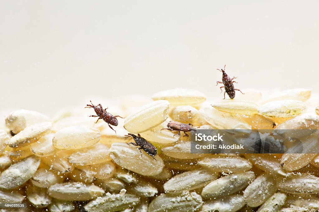 Reiskäfer - Lizenzfrei Rüsselkäfer - Insektenfamilie Stock-Foto