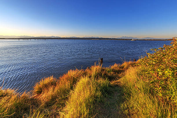 istock meadows by sea water at sunset 484033812