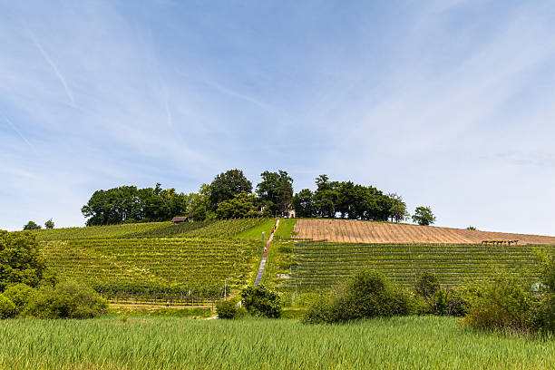 istock Vineyard on the peninsula Au 484034718