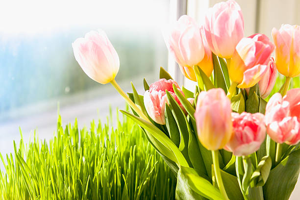 istock pink tulips against grass on windowsill 484035637
