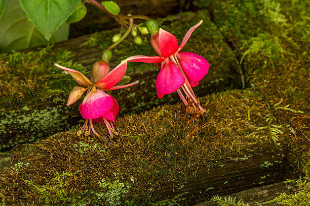 istock Pink Fuchsia Flowers Green Moss 484035886