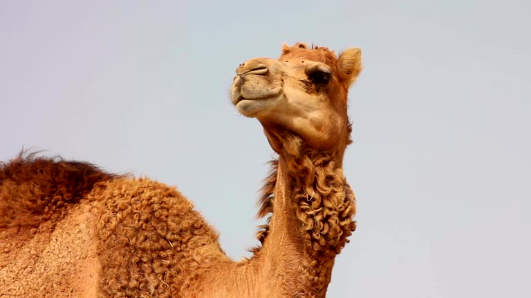 68,656 Hot Animal Stock Videos and Royalty-Free Footage - iStock | Hot dog, Sweat, Sun no people 68,656 Hot Animal Stock Videos and Royalty-Free Footage - iStock | Hot dog, Sweat, Sun no people
