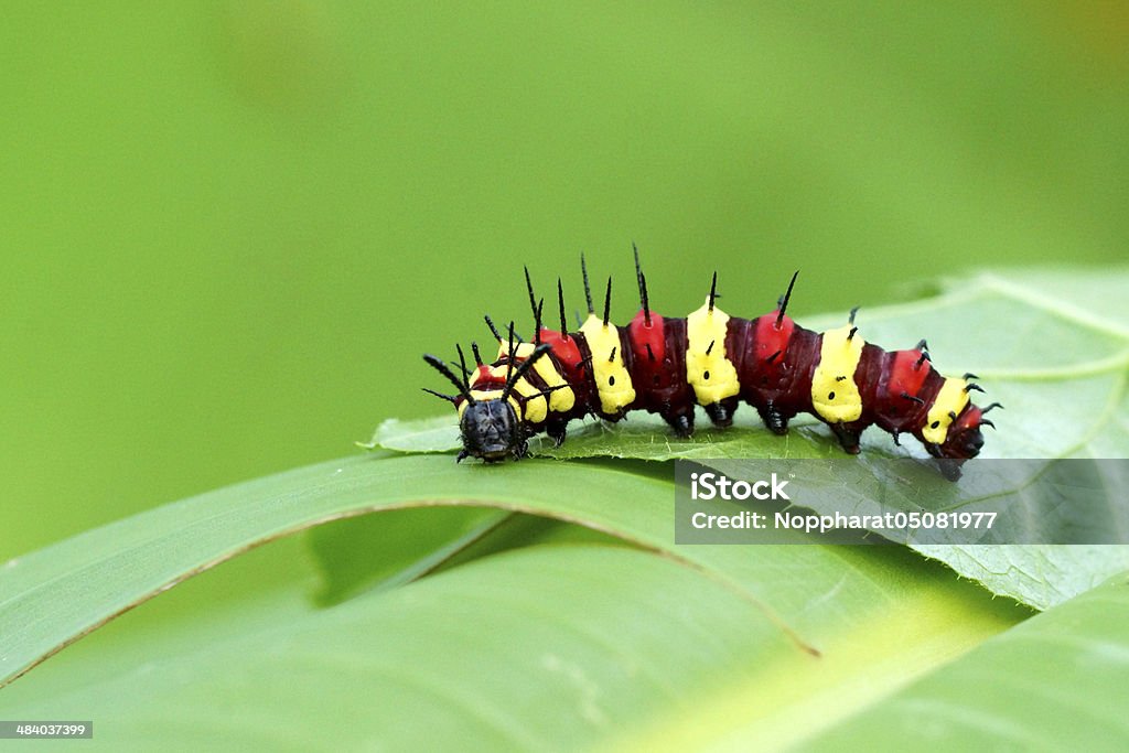 leopard lacewing (Cethosia cyane euanthes) leopard lacewing (Cethosia cyane euanthes) caterpillar on its host plant leaf Animal Stock Photo