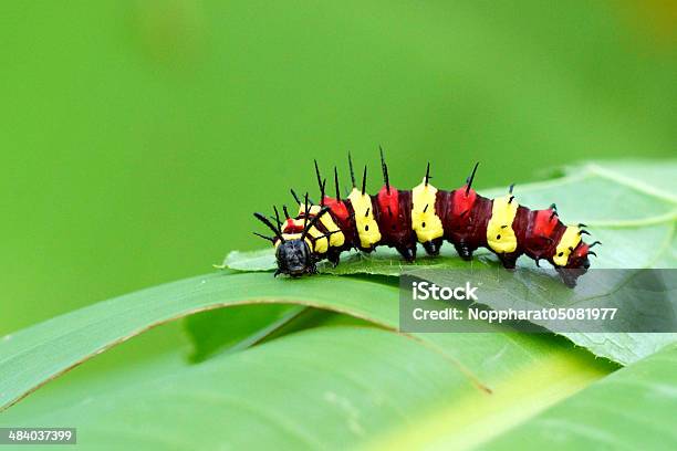 Leopard Lacewing Stock Photo - Download Image Now - Animal, Animal Wildlife, Animals In The Wild