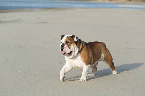 istock English Bulldog looking sternly 484037667
