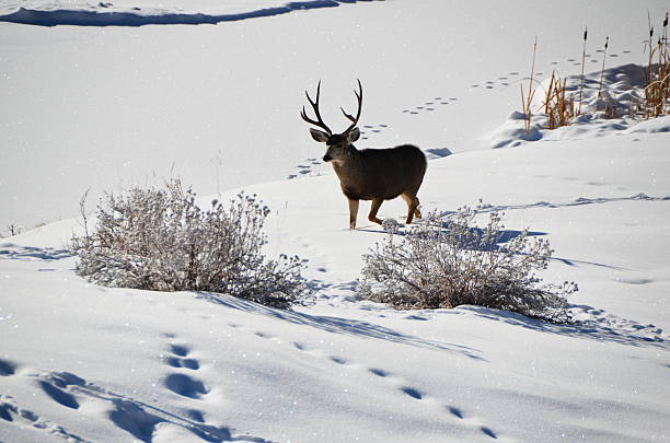 Whitetail deer buck in the snow stock photo
