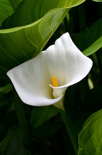 istock white Arum Lily in the garden 484038028