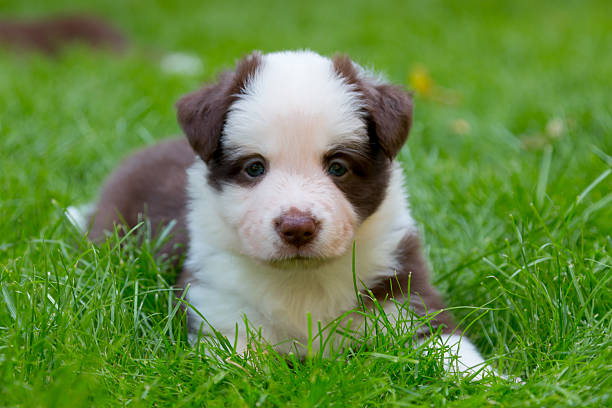 Red border collie puppy stock photo