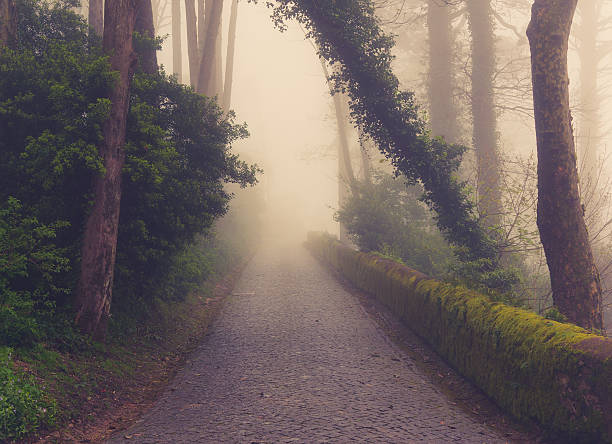 droga przez złoty las mgła i ciepłe światło z - forest transylvania rain fog zdjęcia i obrazy z banku zdjęć