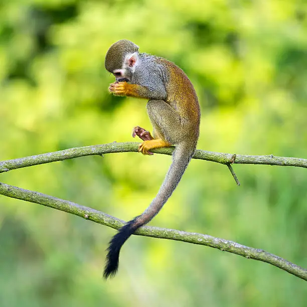 Portrait of common squirrel monkeys (Saimiri sciureus) sitting on a tree branch