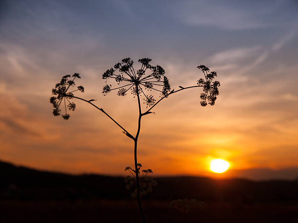 Sunset with solhouette of hogweed plant, Heracleum sphondylium
