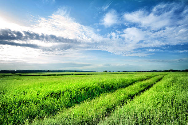 istock Road into the field with bright green grass 484041318