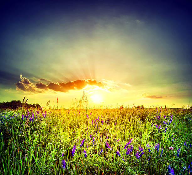 istock Field with purple flowers 484042062