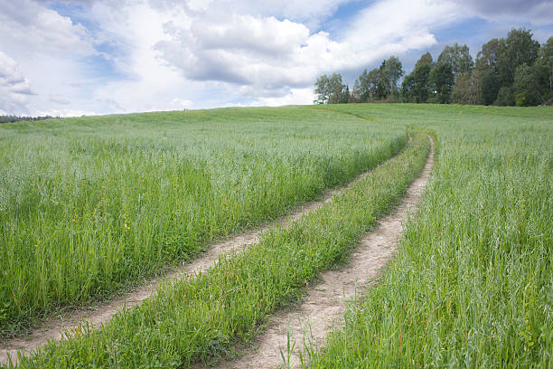istock Landscape with rural road through a field 484042456