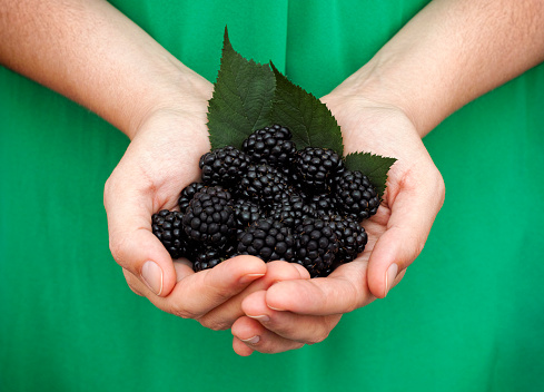 Woman holds fresh harvested blackberry in her palms