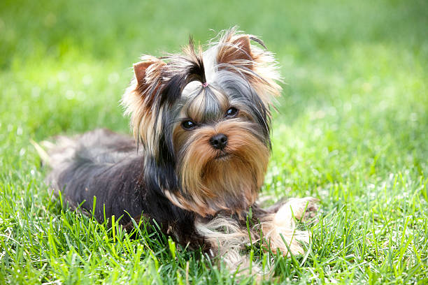 istock Yorkshire Terrier Puppy Lying in the Summer Grass 484043260
