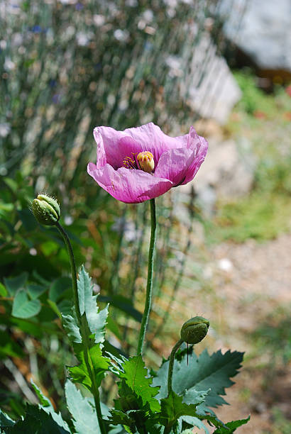 rose Fleur de pavot - Photo