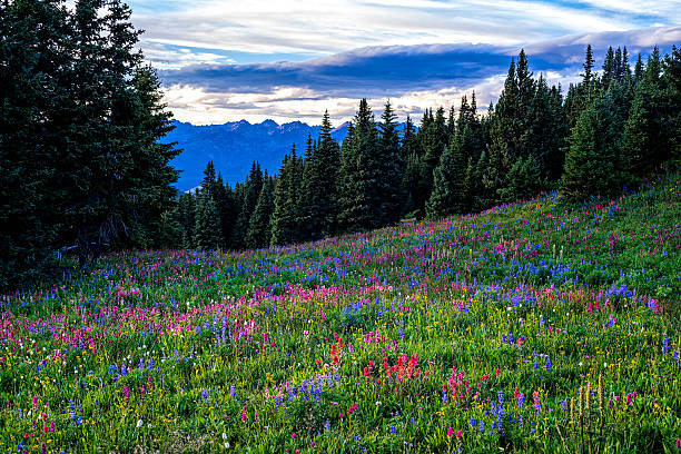 istock Scenic Mountain View with Wildflower Meadow 484043890