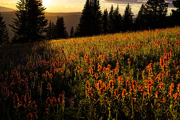 istock Scenic Mountain View with Wildflower Meadow 484043988
