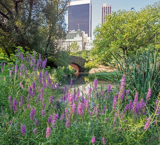 istock Gapstow bridge Central Park, New York City 484044268