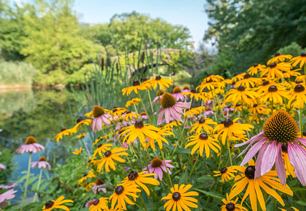 istock Gapstow bridge Central Park, New York City 484044294