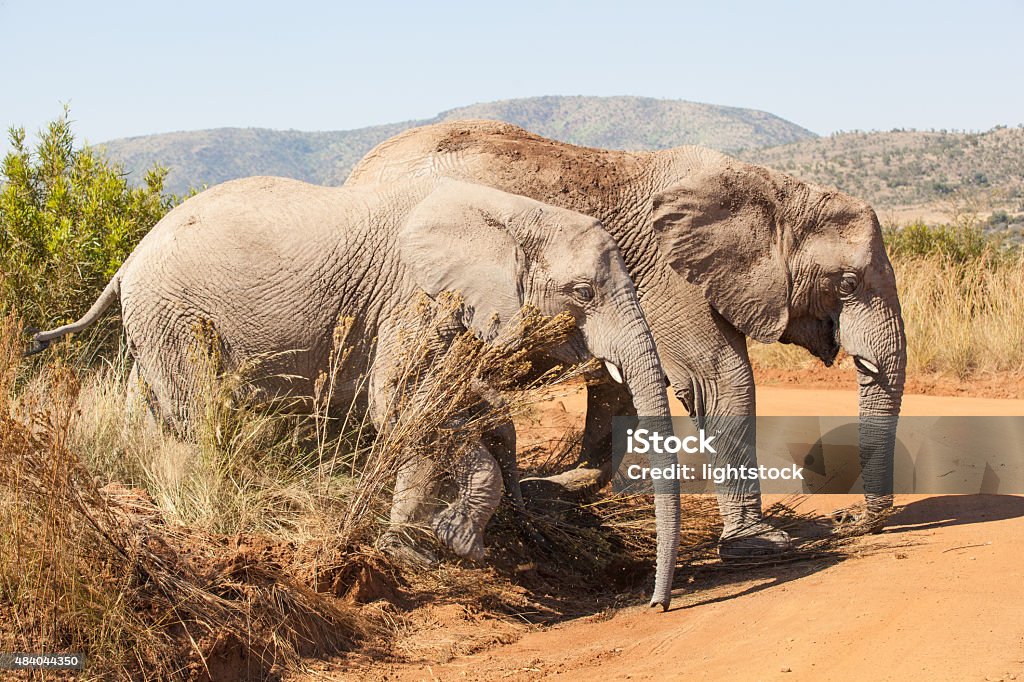 two elephants crossing two elephants crossing a gravel road in Pilanesberg National Park, South Africa 2015 Stock Photo