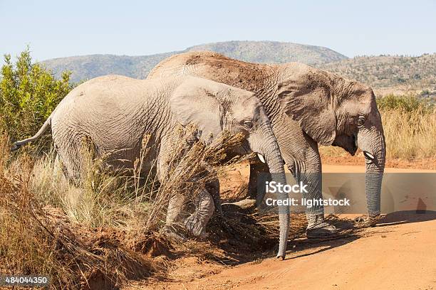 Two Elephants Crossing Stock Photo - Download Image Now - 2015, Africa, African Elephant