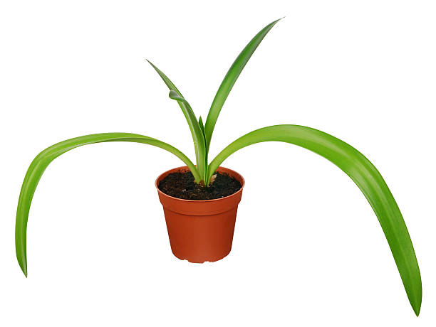 Amaryllis isolé sur blanc - Photo